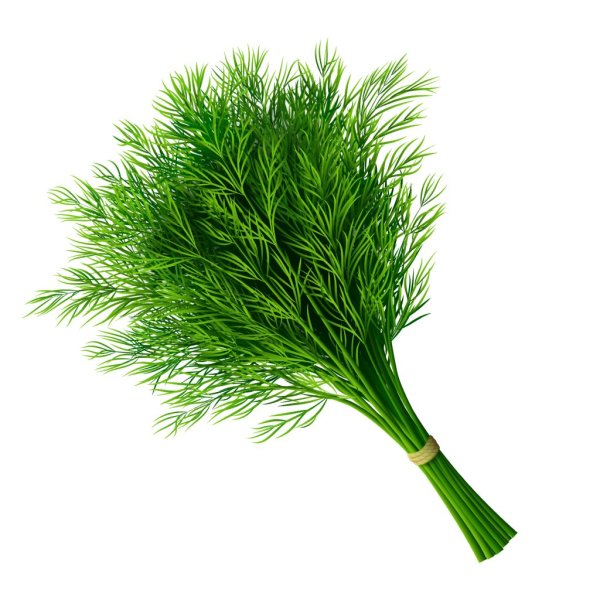 Укроп изумрудный