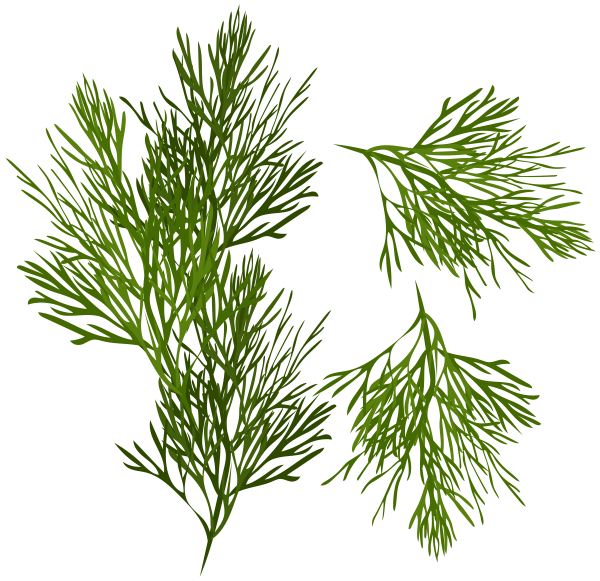 Веточка укропа