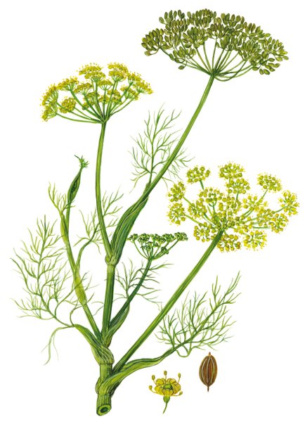 Укроп огородный пахучий