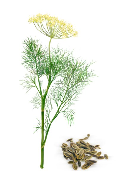 Укроп двулетнее растение