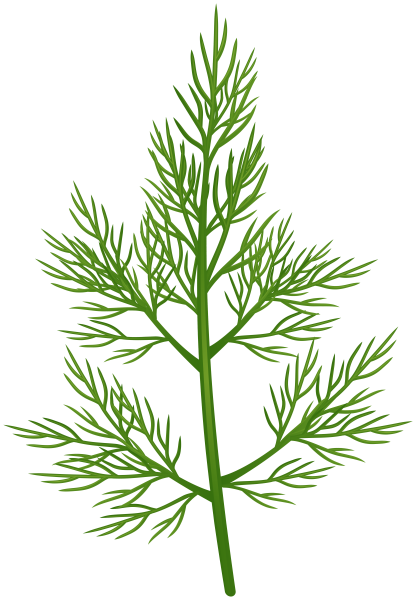 Фенхель веточка