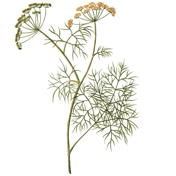 Floral diagram фенхель обыкновенный