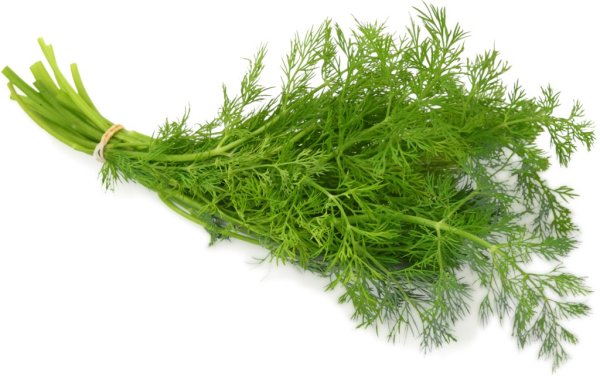 Укроп специя