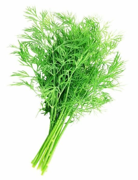 Старослав семена укроп 100 г