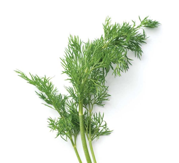 Укроп Бельмонд