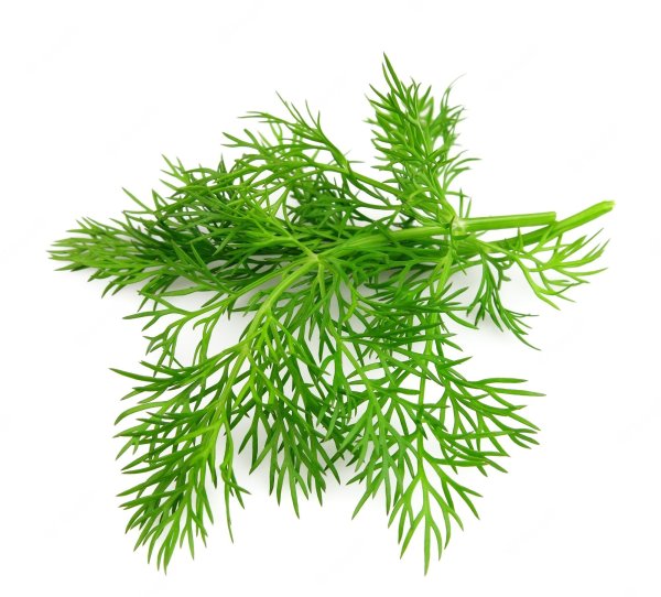 Fresh Dill