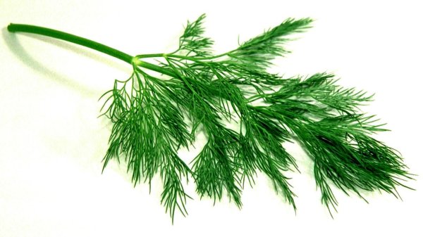 Веточка укропа на белом фоне