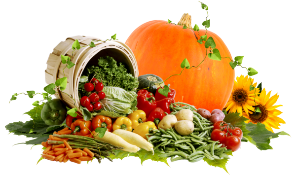 Урожай овощей