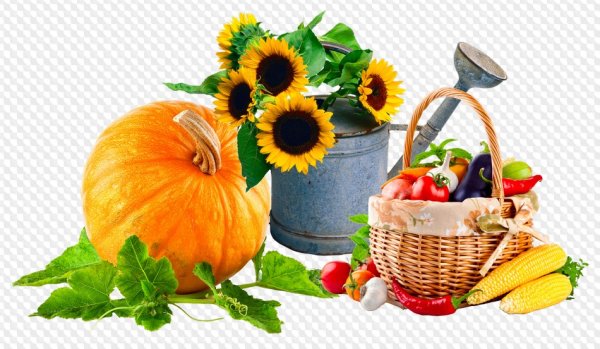 Осенние овощи на прозрачном фоне