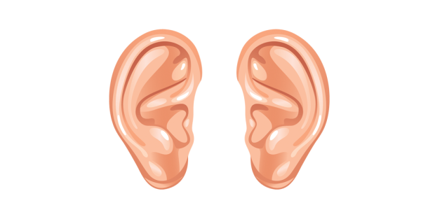 Ухо рисунок