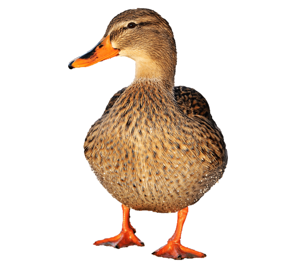 Утка селезень утята