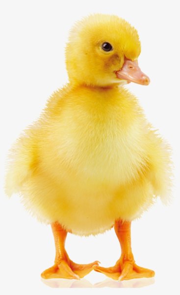 Цыпленок и утенок