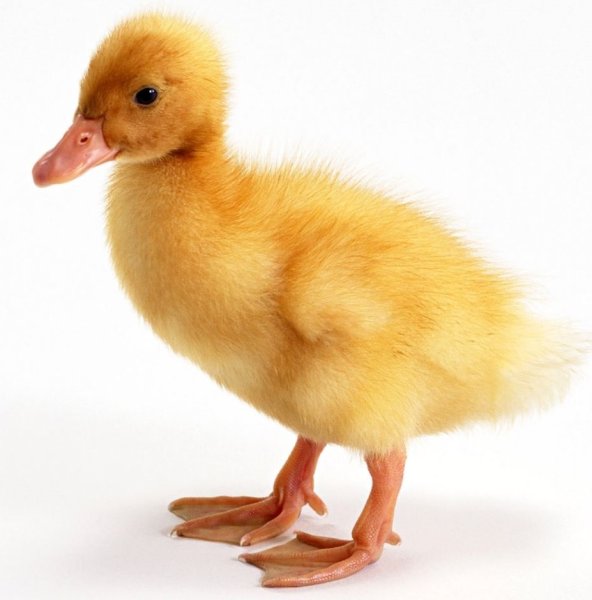 Черри Велли гусята