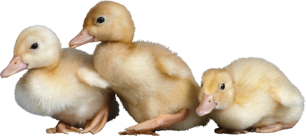 Гусенок на белом фоне