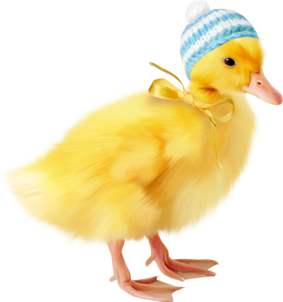 Утенокнок на белом фоне