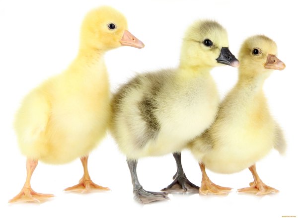 Гусенок на белом фоне