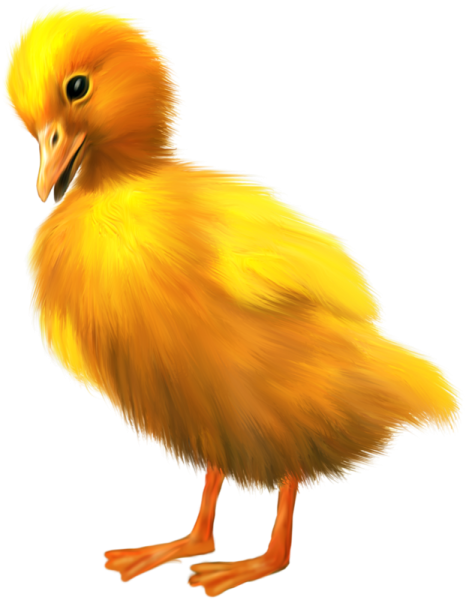 Утка на белом фоне