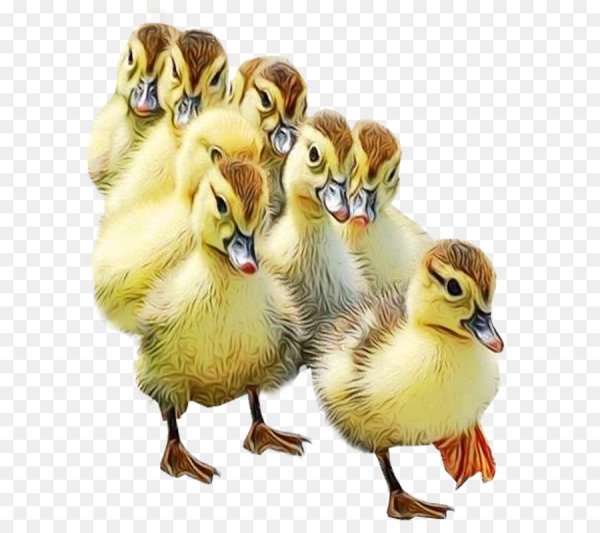 Утенок без фона