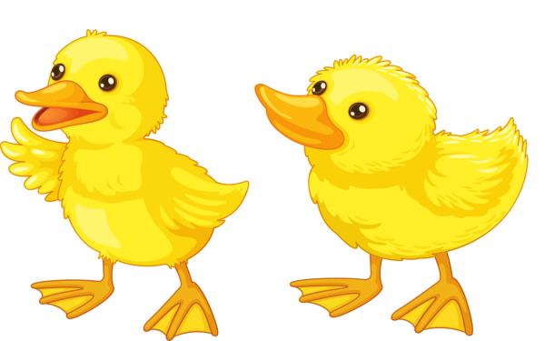 Утенок на прозрачном фоне