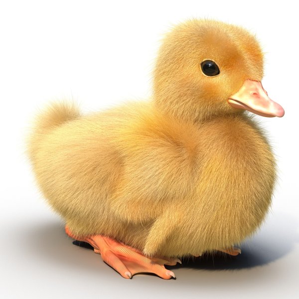 Утята для детей