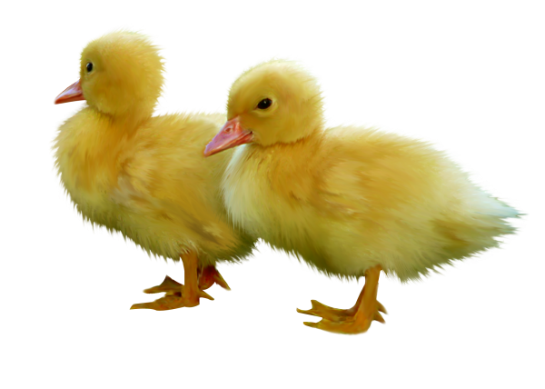 Утенок на белом фоне