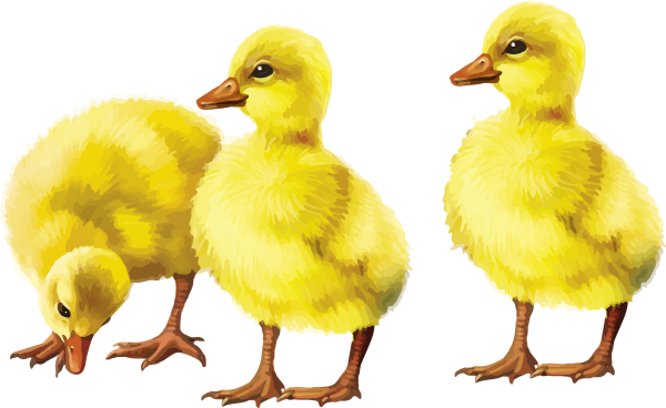 Гусенок на прозрачном фоне