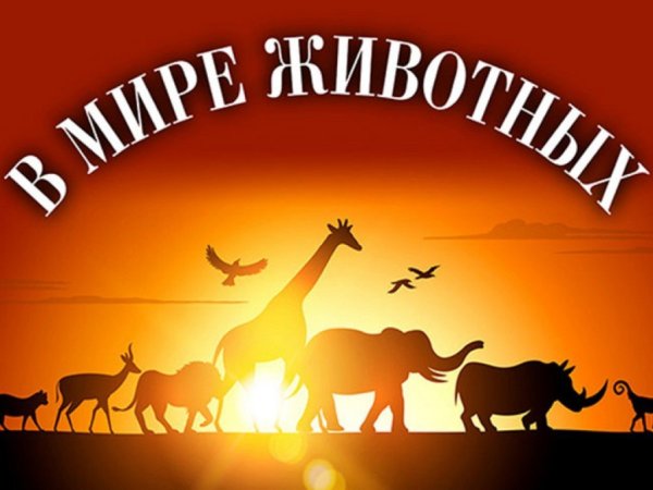 В мире животных заставка