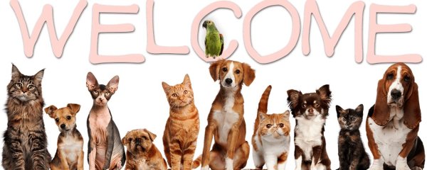 Animals надпись