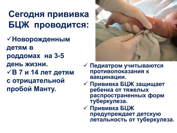 Иммунизация новорожденных вакциной БЦЖ проводится