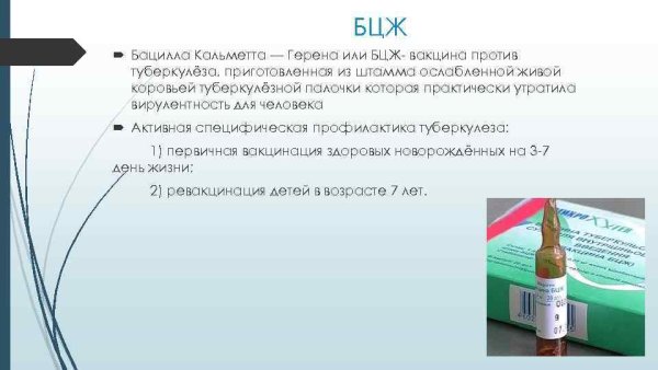 Механизм вакцины БЦЖ