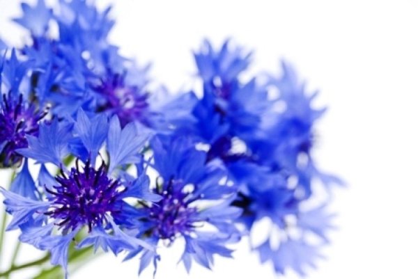 Васильки на белом фоне