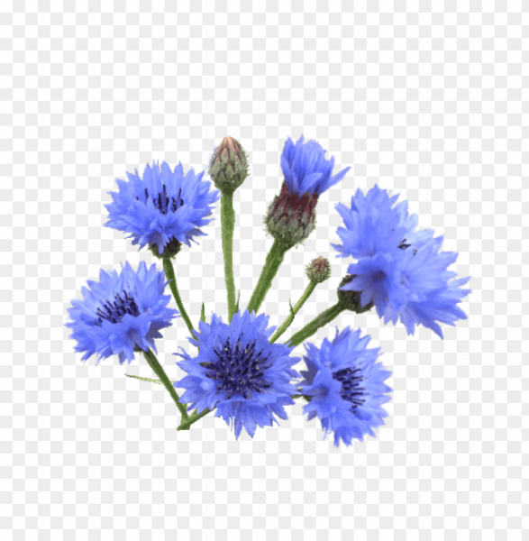 Васильки на белом фоне