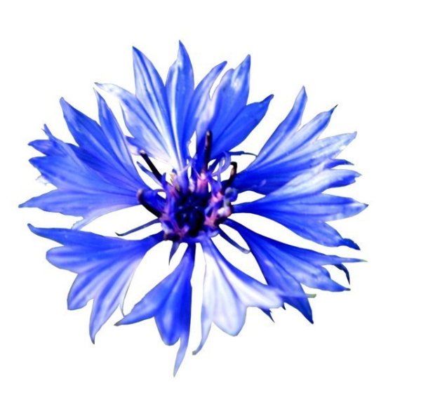 Лепестки василька