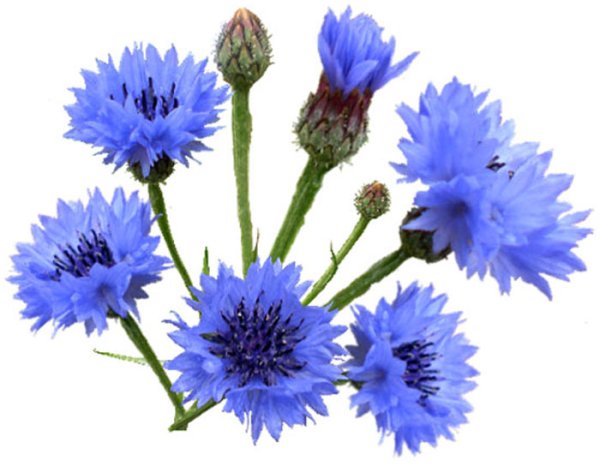 Васильки на белом фоне