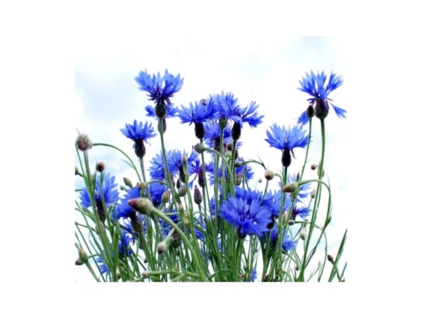 Васильки цветы на белом фоне