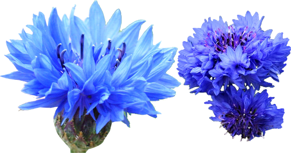 Василек для детей