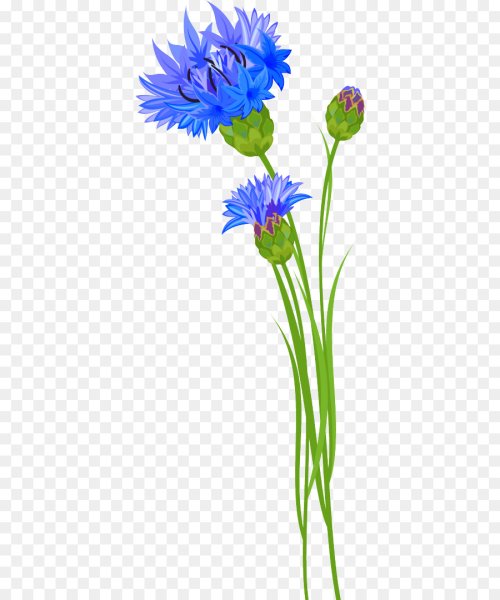 Полевые цветы без фона