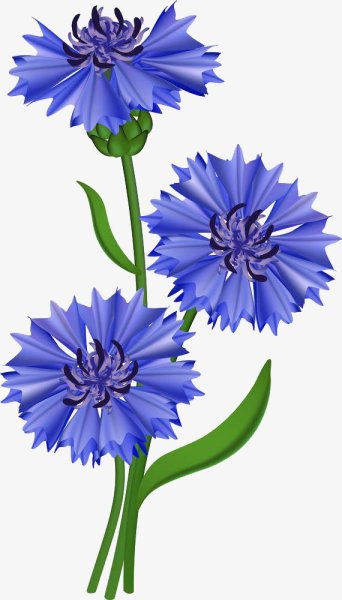 Василек для детей