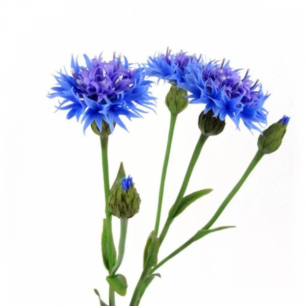 Васильки на белом фоне