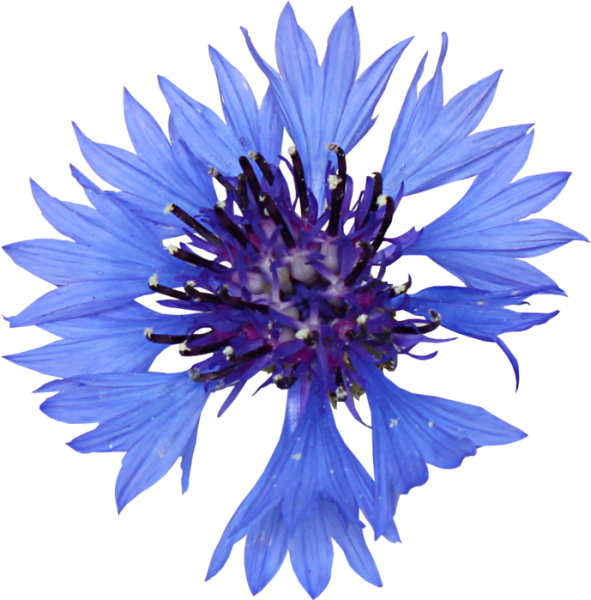 Василек векторный