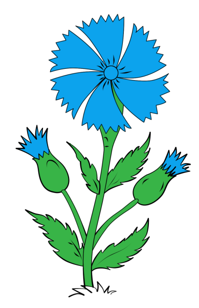 Василек цветы