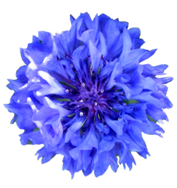 Василек цветок без фона