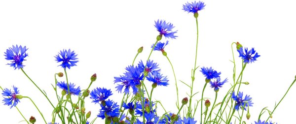 Полевые цветы без фона