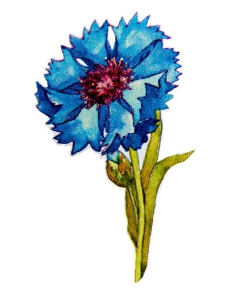 Васильки цветы