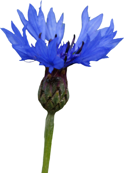 Василек цветы