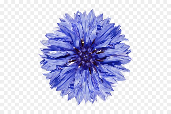 Васильки на прозрачном фоне