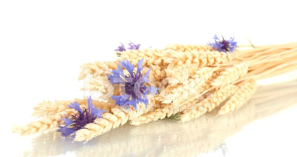 Рамки с колосками и васильками