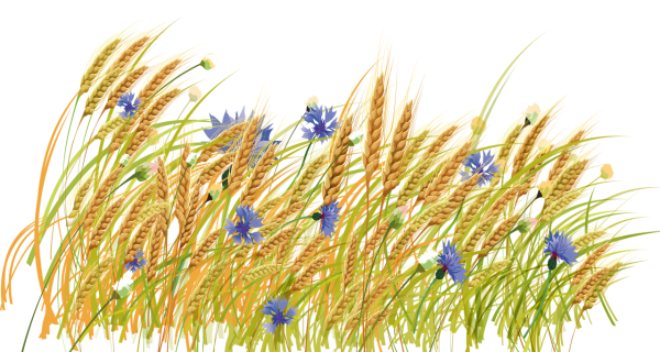 Колоски травы на прозрачном фоне