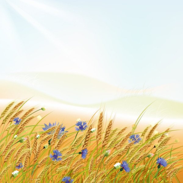 Рамка поле колосья