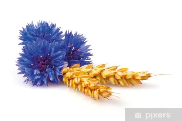 Колосья с васильками без фона